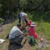 Planting our Milkwood tree